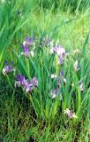 Iris biglumis. Цветущие растения. Хакасия, Усть-Абаканский р-н, степь в р-не Красного озера. Май 2003 г.
