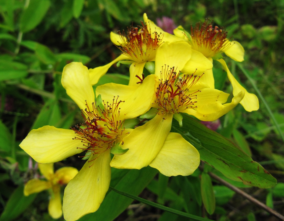 Image of Hypericum ascyron specimen.