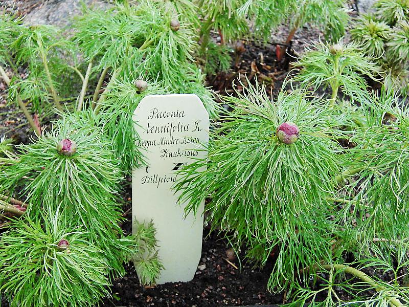 Image of Paeonia tenuifolia specimen.