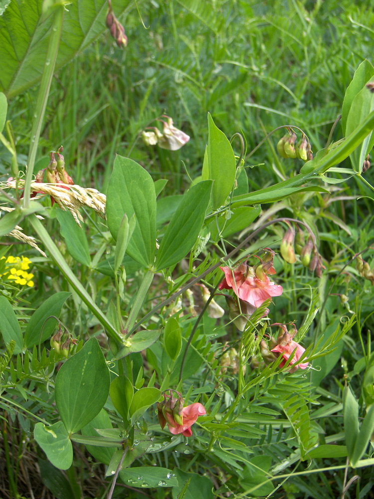 Image of Lathyrus miniatus specimen.