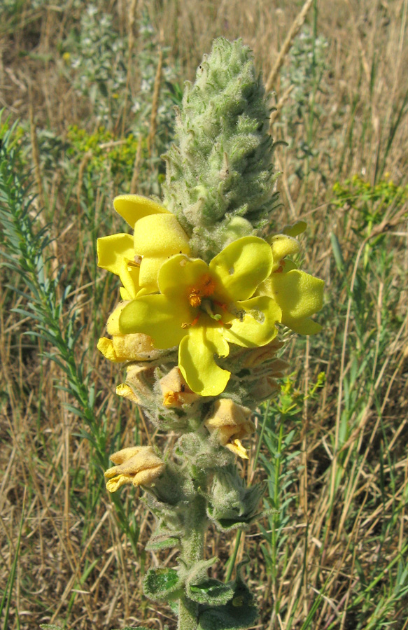 Image of Verbascum ovalifolium specimen.