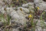 Carex arenaria. Цветущее растение. Эстония, Сааремаа, п-ов Harilaid, приморские пески. 23.06.2013.