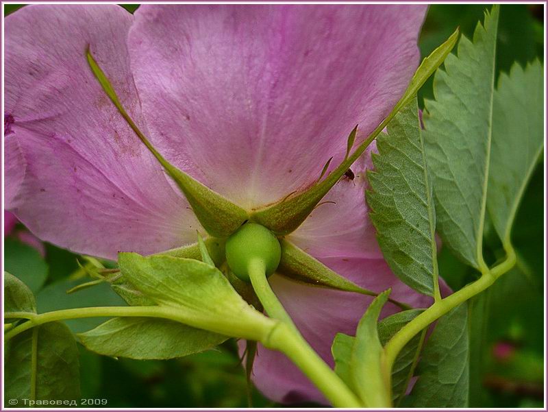 Image of Rosa glabrifolia specimen.