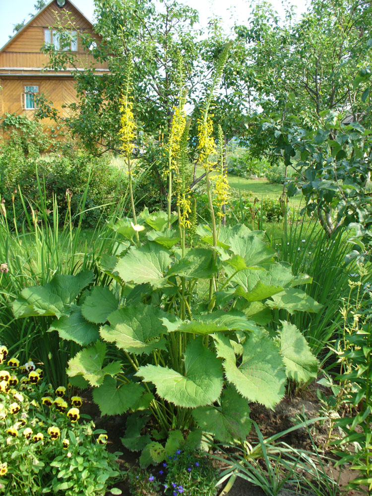 Изображение особи Ligularia stenocephala.