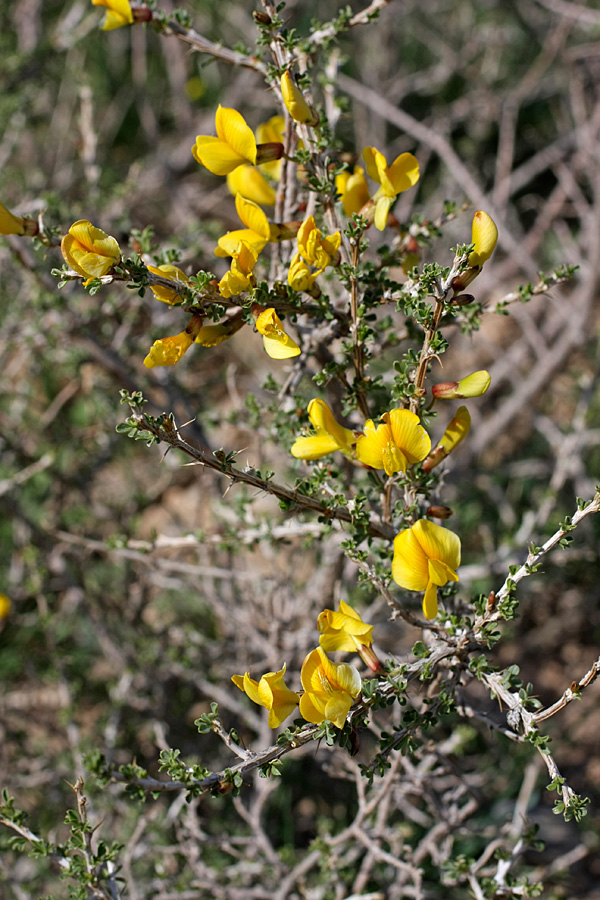 Image of Caragana balchaschensis specimen.