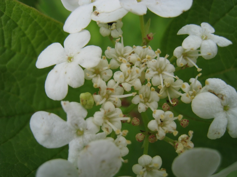 Image of Viburnum opulus specimen.