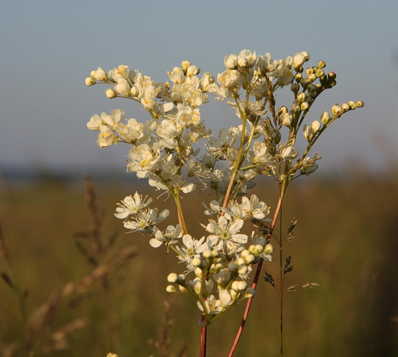 Image of Filipendula vulgaris specimen.