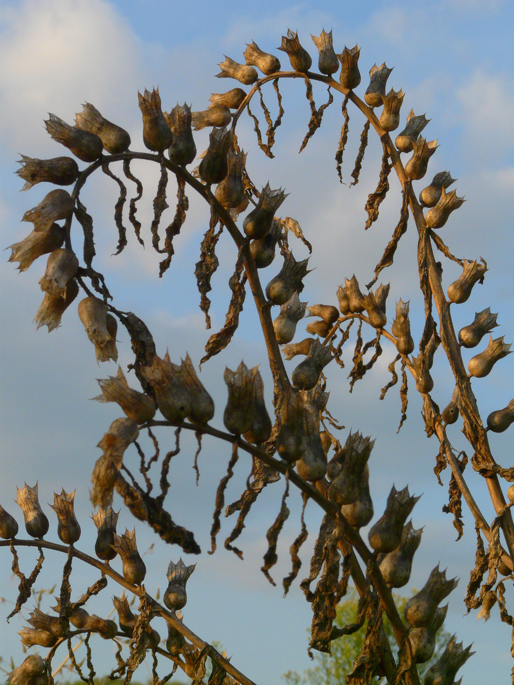 Изображение особи Hyoscyamus niger.