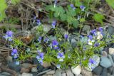 Viola tricolor