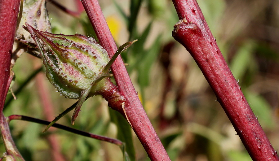 Image of Hibiscus sabdariffa specimen.