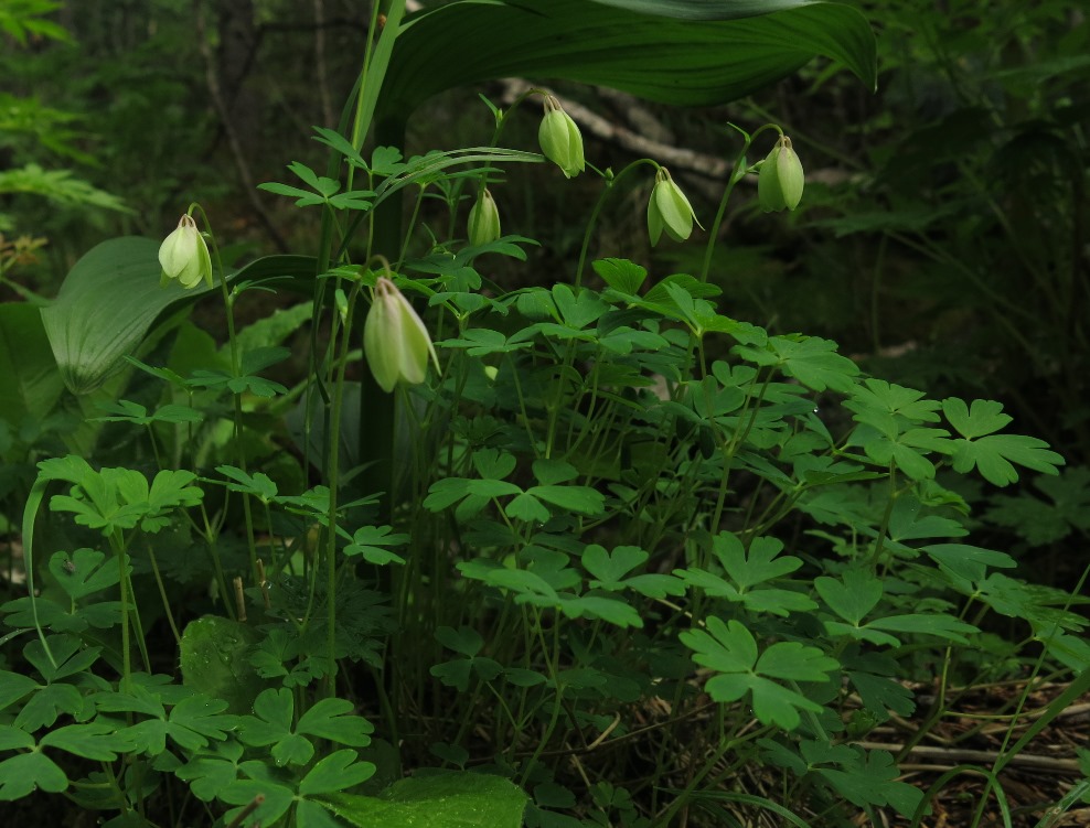 Image of genus Aquilegia specimen.