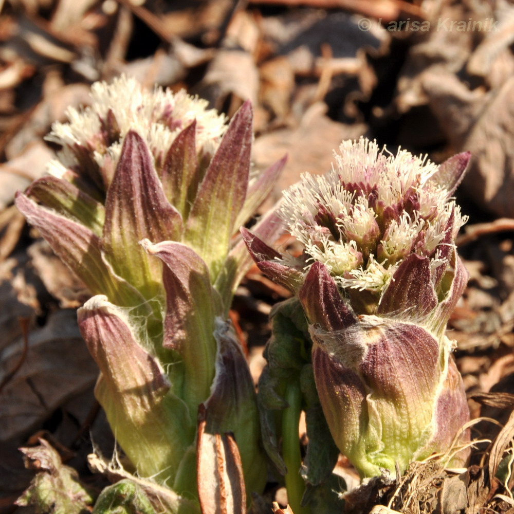 Изображение особи Petasites tatewakianus.