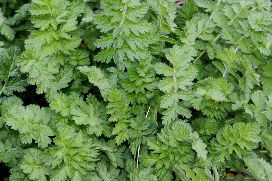 Image of genus Erodium specimen.