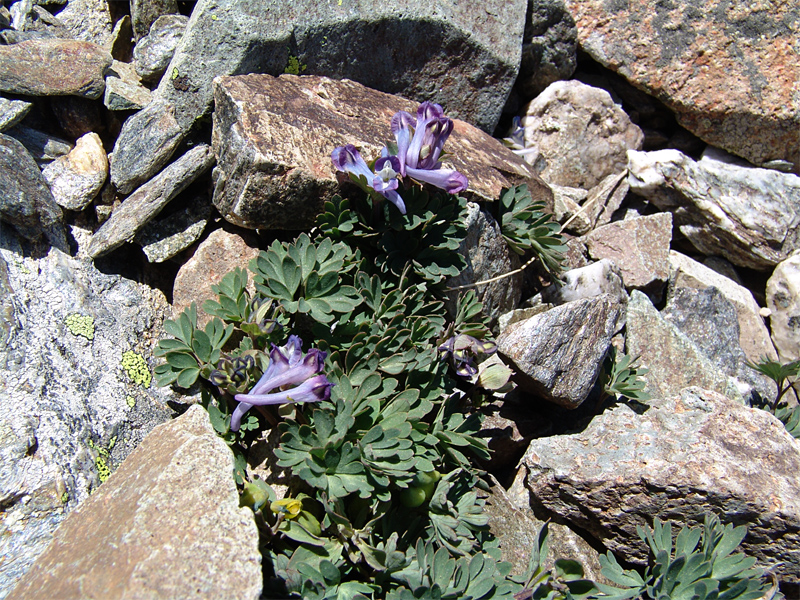 Image of Corydalis emanueli specimen.