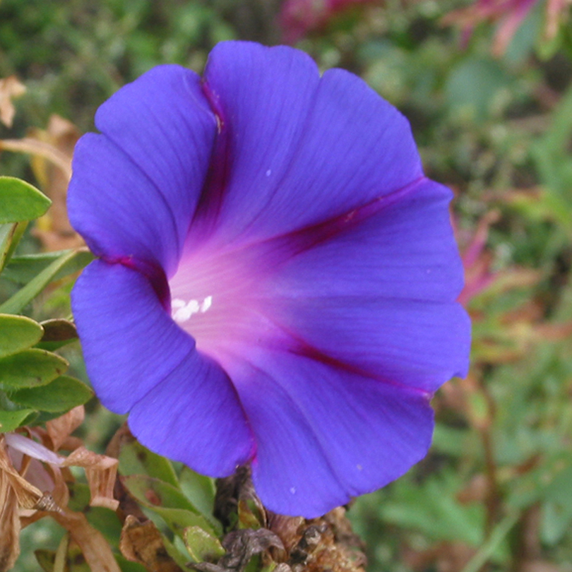 Изображение особи Ipomoea purpurea.