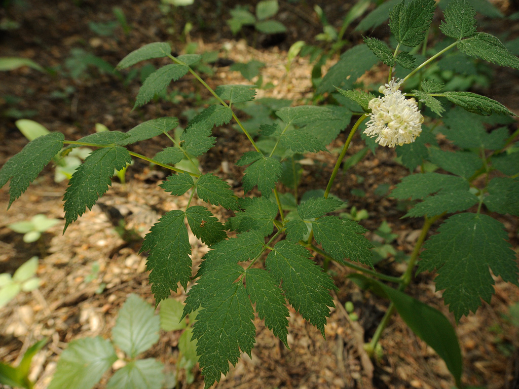 Image of Actaea spicata specimen.