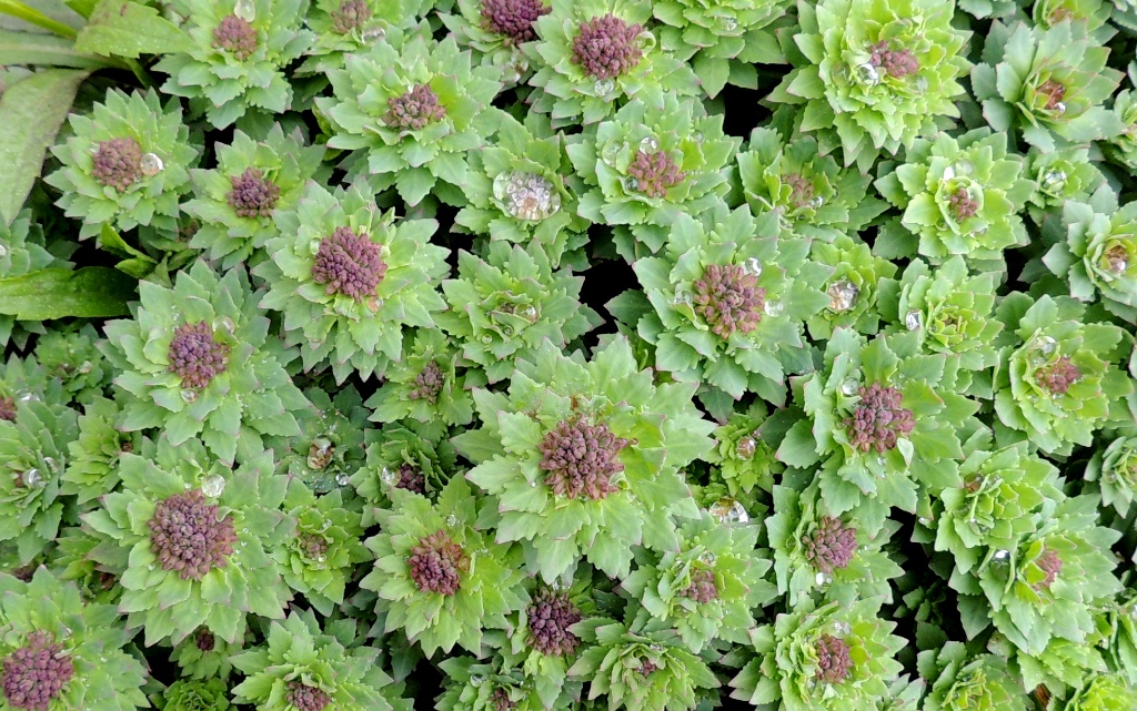 Изображение особи Rhodiola rosea.