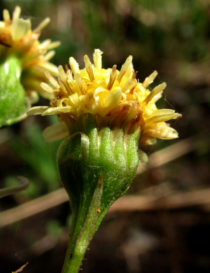 Изображение особи Petasites radiatus.