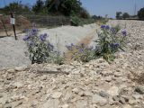 Solanum elaeagnifolium. Цветущие растения на железнодорожной насыпи. Израиль, Шарон, пос. Кфар Шмариягу. 08.06.2014.