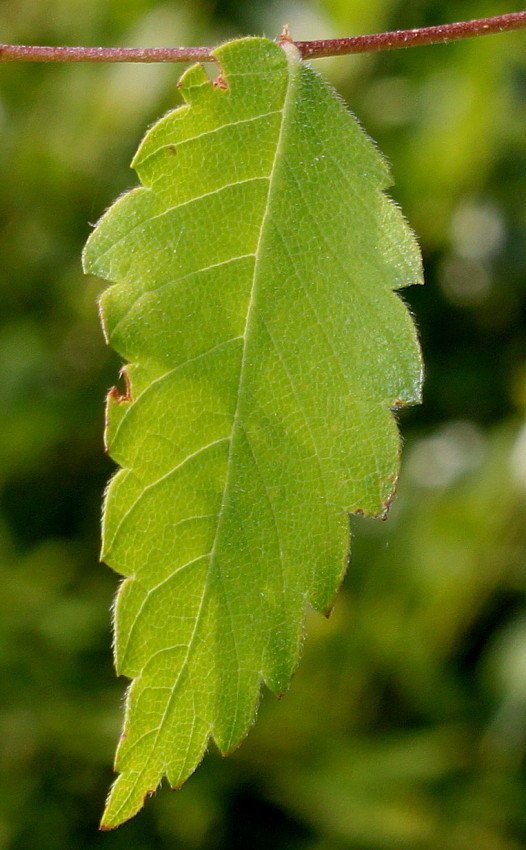 Image of Zelkova carpinifolia specimen.