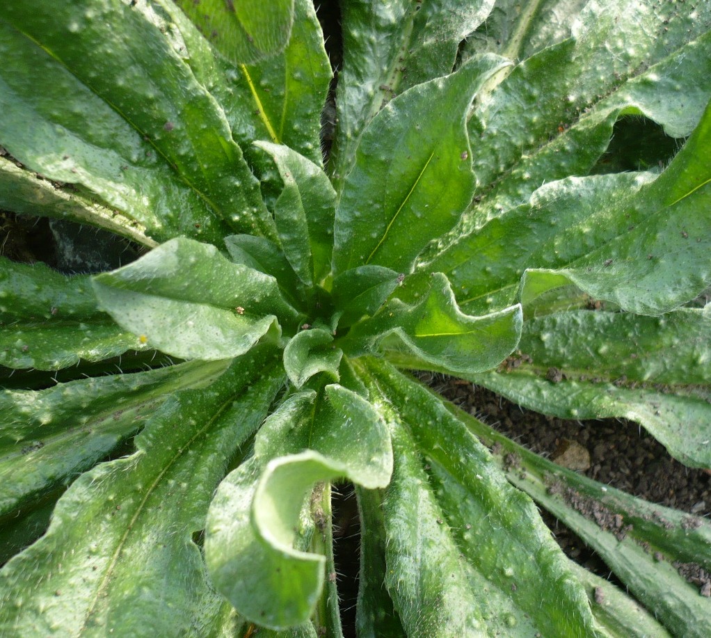 Изображение особи Echium vulgare.