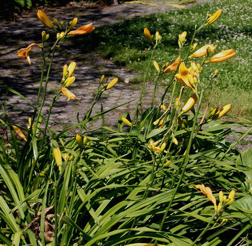 Image of Hemerocallis middendorffii specimen.