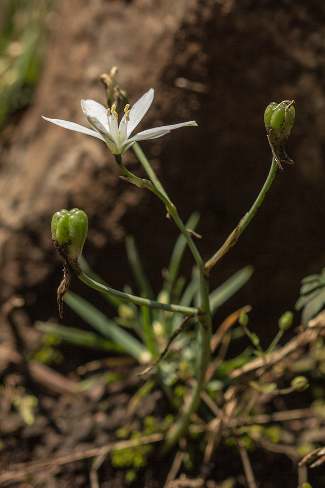 Изображение особи род Ornithogalum.