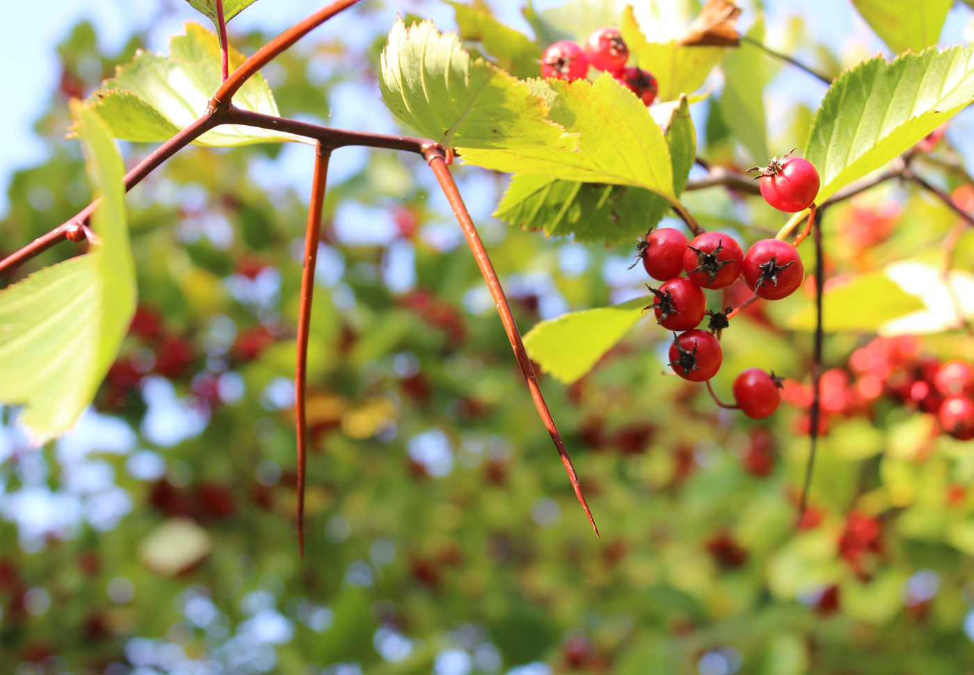 Image of Crataegus chrysocarpa var. rotundifolia specimen.