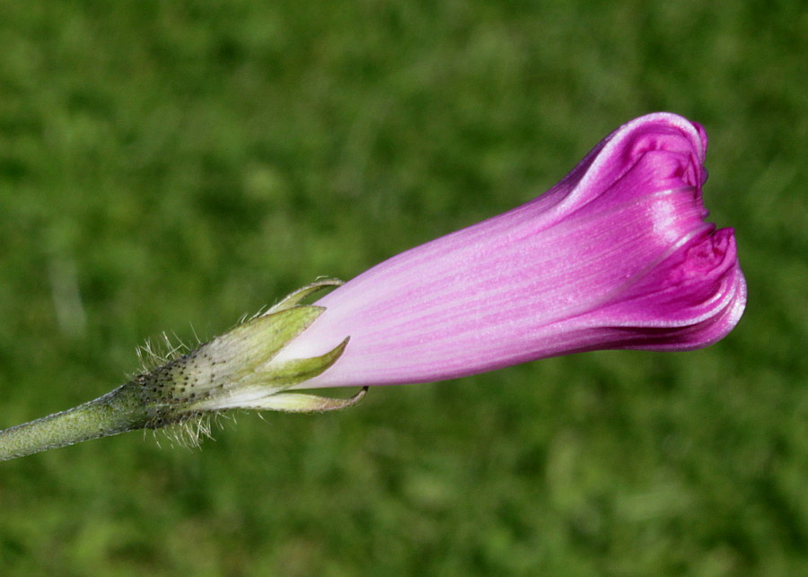 Изображение особи Ipomoea purpurea.