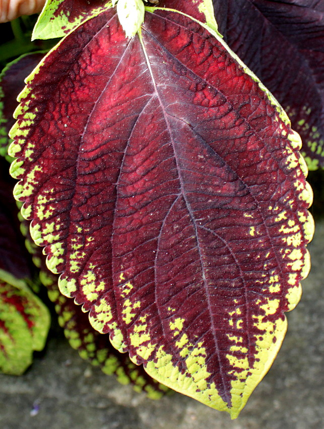 Image of Coleus scutellarioides specimen.