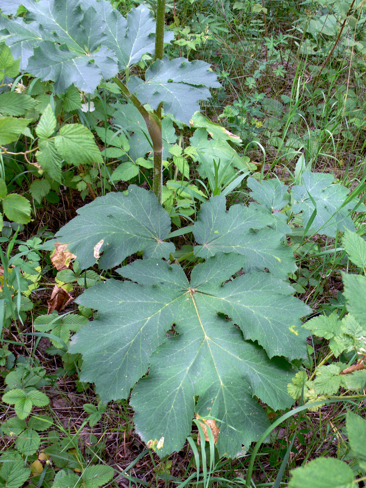 Изображение особи Heracleum sibiricum.