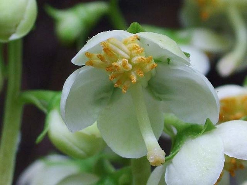 Изображение особи Pyrola japonica.