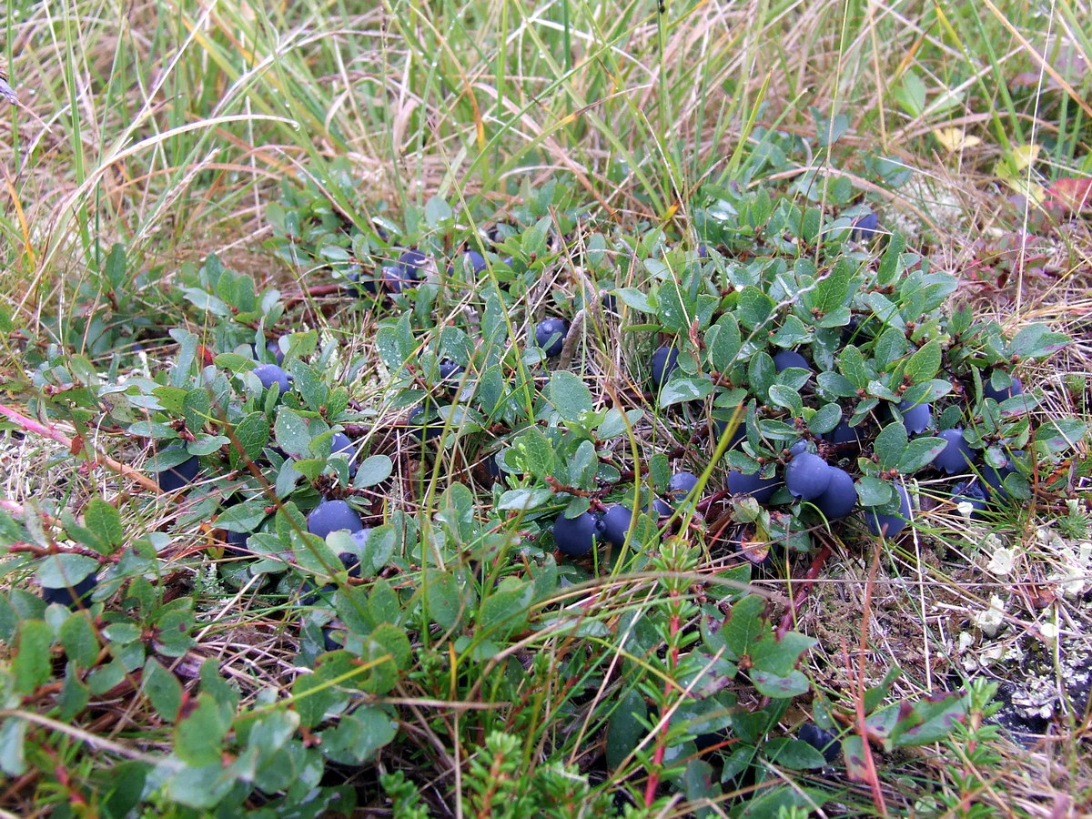 Image of Vaccinium uliginosum ssp. microphyllum specimen.