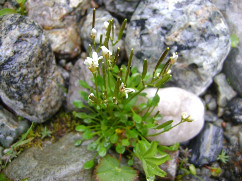 Изображение особи Cardamine bellidifolia.