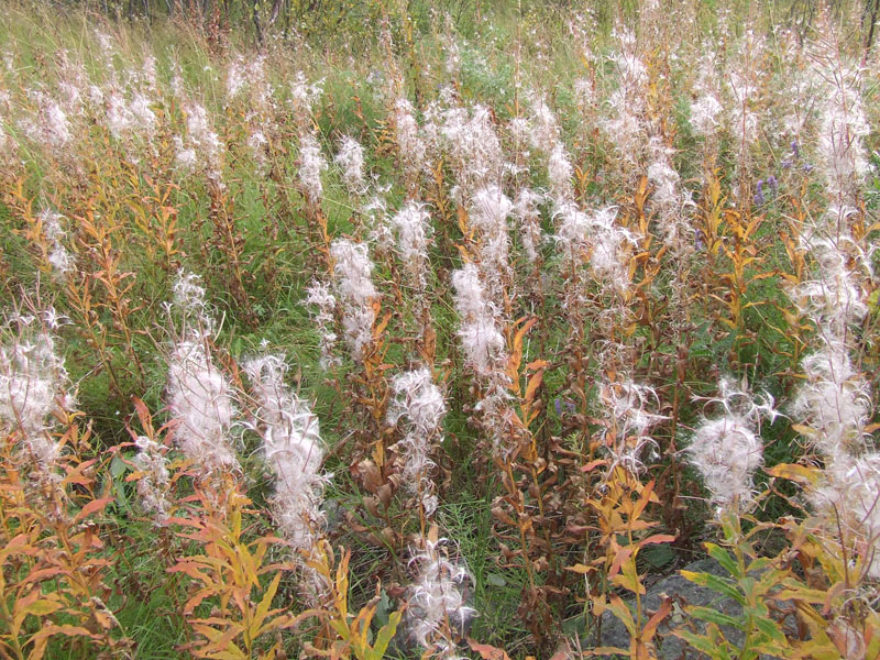 Image of Chamaenerion angustifolium specimen.