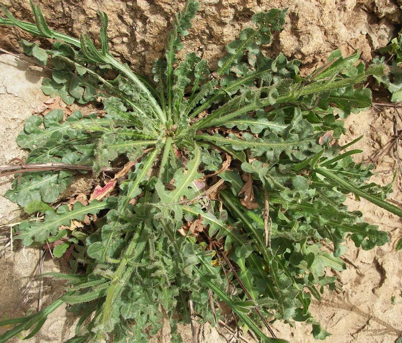 Image of Limonium sinuatum specimen.