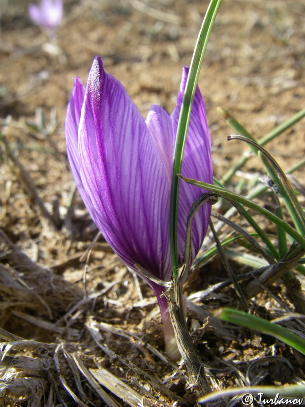 Изображение особи Crocus pallasii.