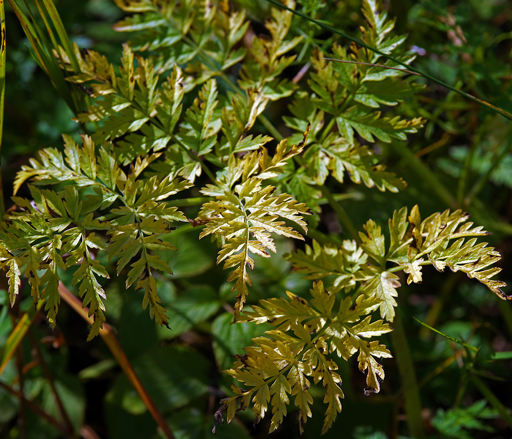 Image of Anthriscus sylvestris specimen.