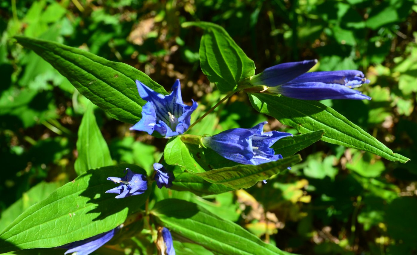 Изображение особи Gentiana schistocalyx.