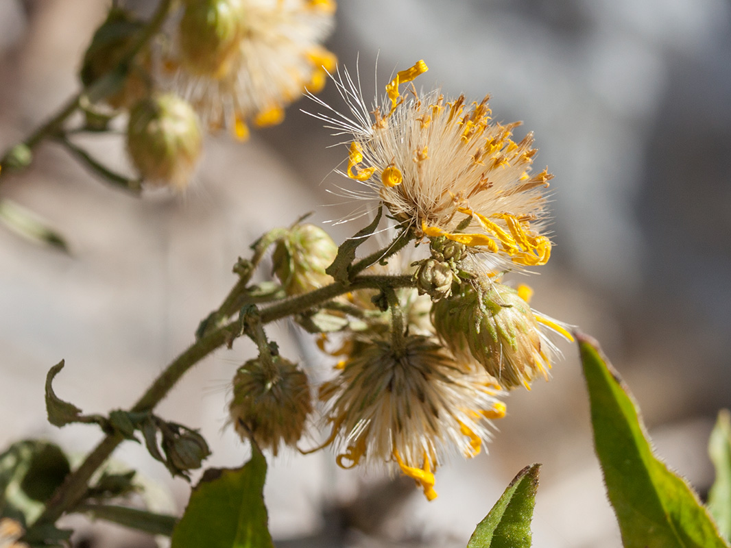 Image of Dittrichia viscosa specimen.