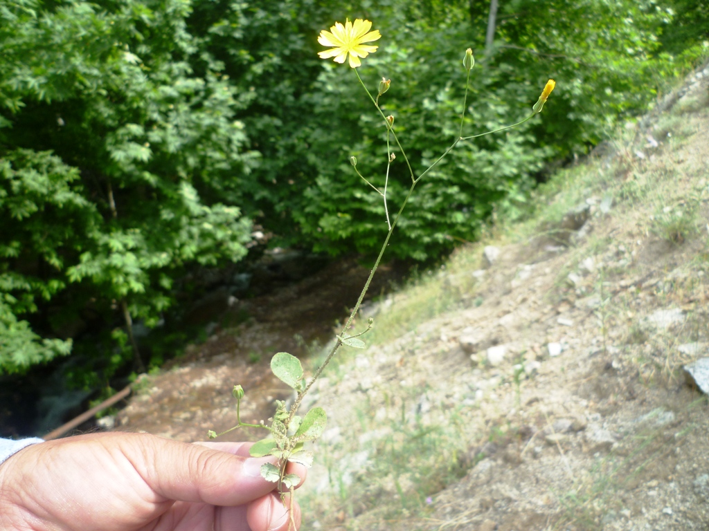 Image of Crepis pulchra ssp. turkestanica specimen.