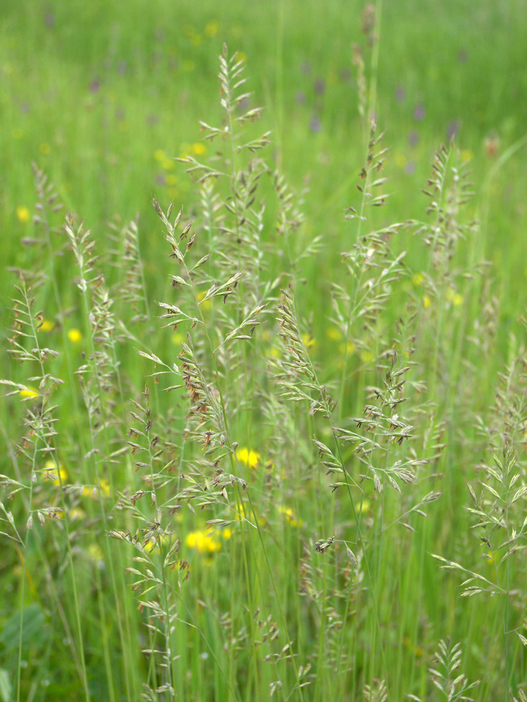 Изображение особи Festuca elbrusica.