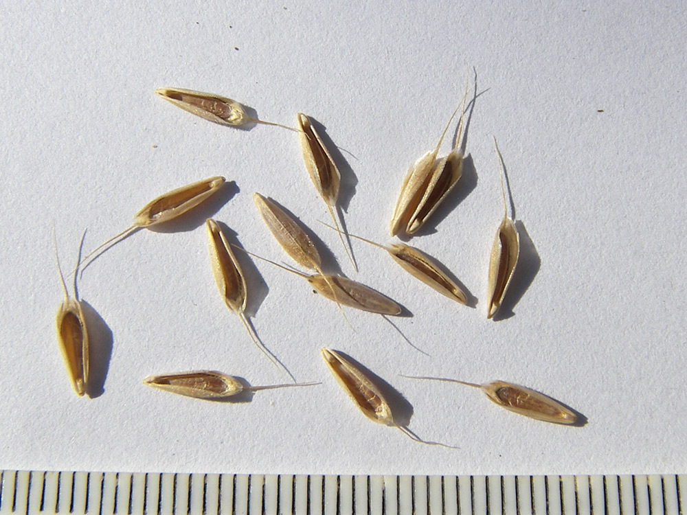 Image of Bromus hordeaceus specimen.