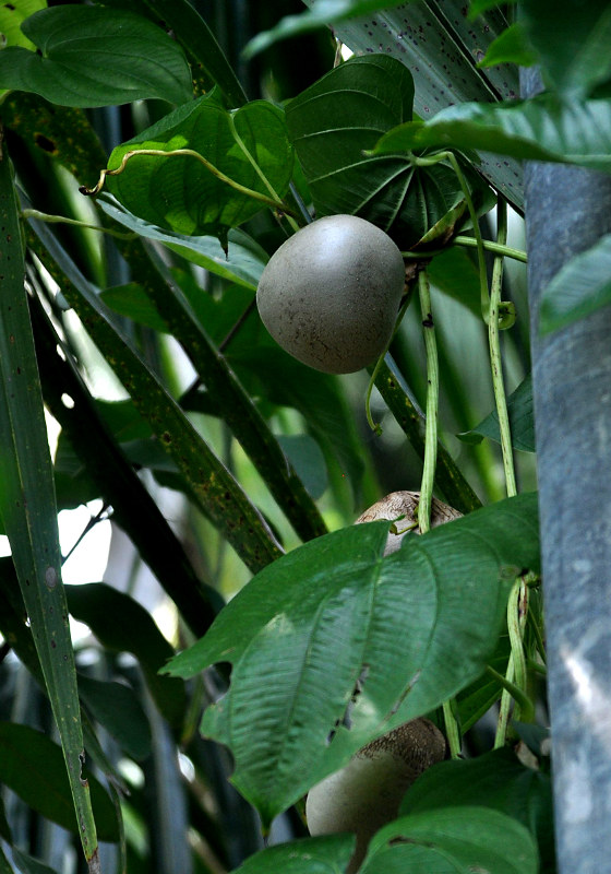 Image of Dioscorea bulbifera specimen.