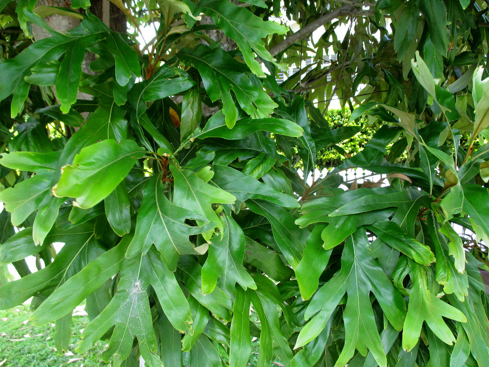 Image of Grevillea baileyana specimen.