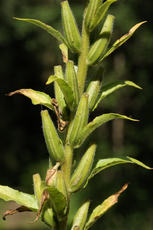 Image of Oenothera biennis specimen.