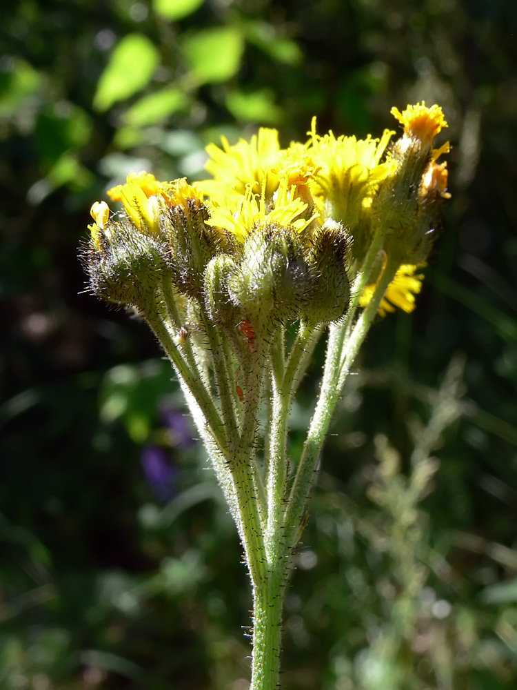 Image of genus Pilosella specimen.