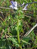 Salvia verbenaca