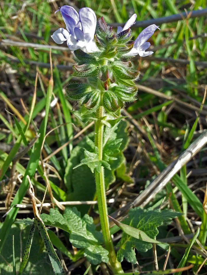 Image of Salvia verbenaca specimen.