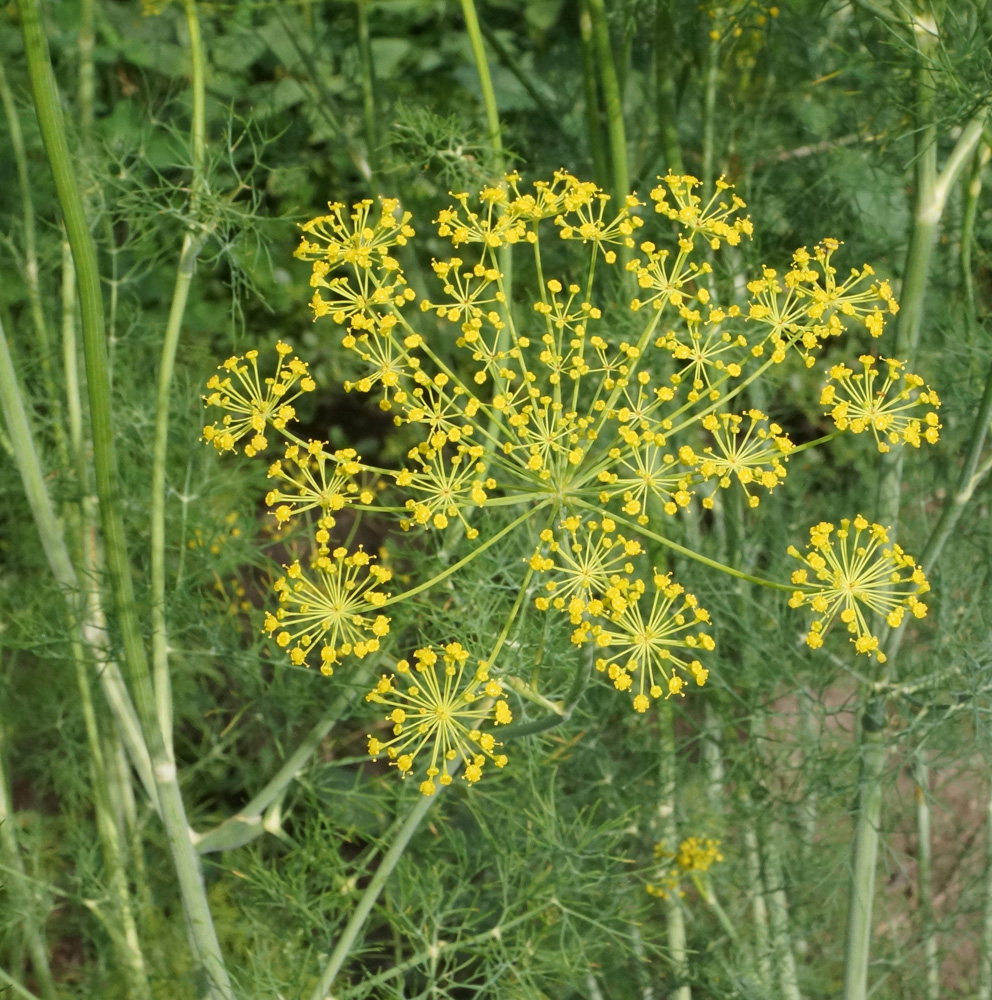 Image of Anethum graveolens specimen.